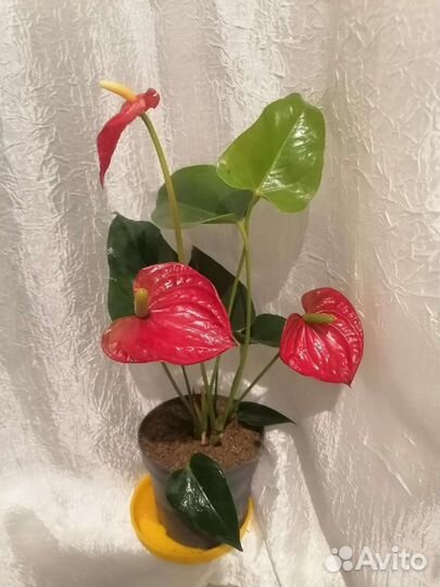 Антуриумы разные, белые,шоколадные есть цветущие