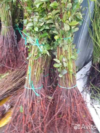 Подвой алыча