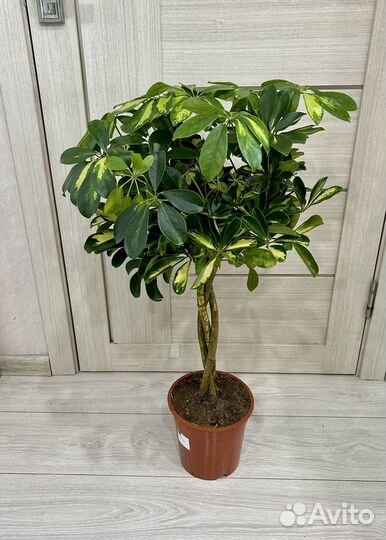 Шефлера древовидная