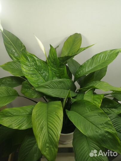 Спатифиллум