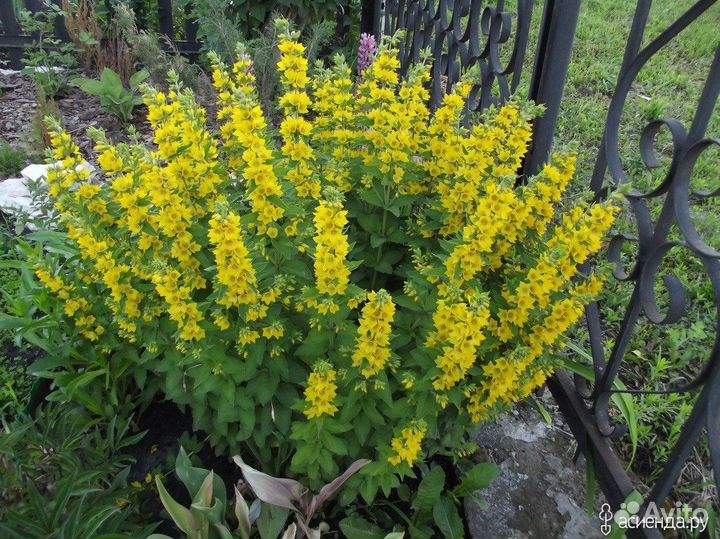 Вербейник обыкновенный