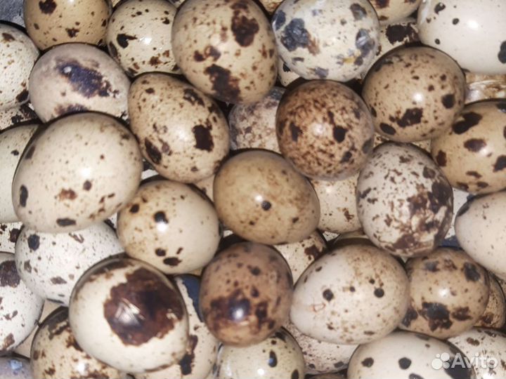 Перепелинное яйцо