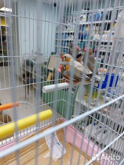 Амадины зебровые