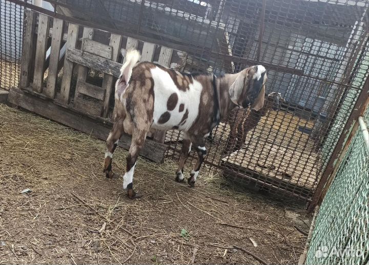 Англо нубийский козел