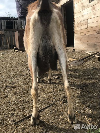 Продажа коз, козлят, козочек, козлов