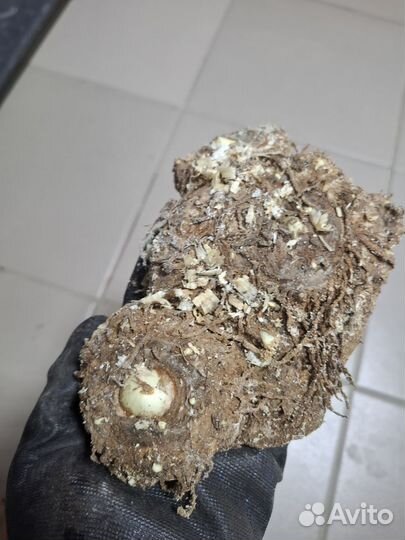 Луковицы каллы