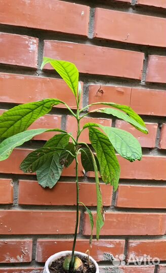 Авокадо разные возраст от года до 2х лет