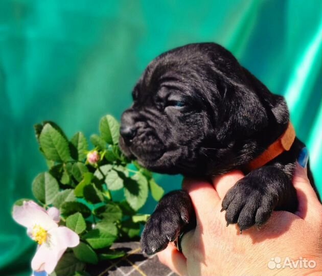 Щенки Кане Корсо