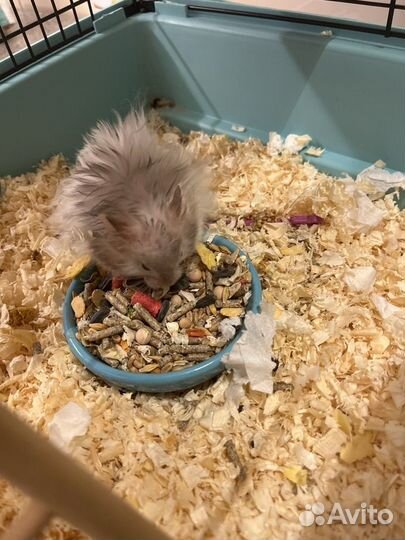 Клетка для грызунов с хомяками