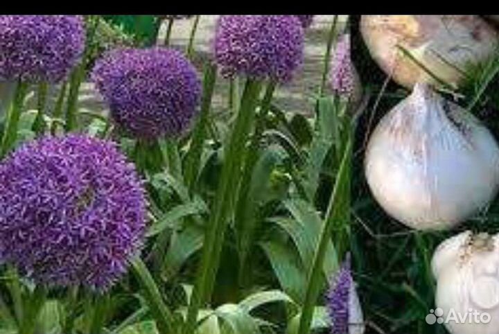 Лук Суворова