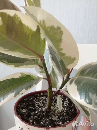 Фикус эластика тинеке