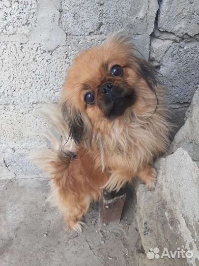 Вязка пекинес