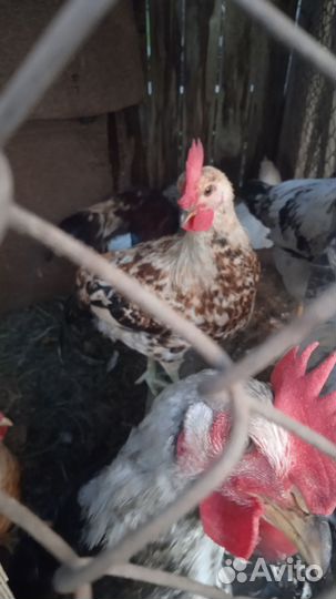 Куры петухи
