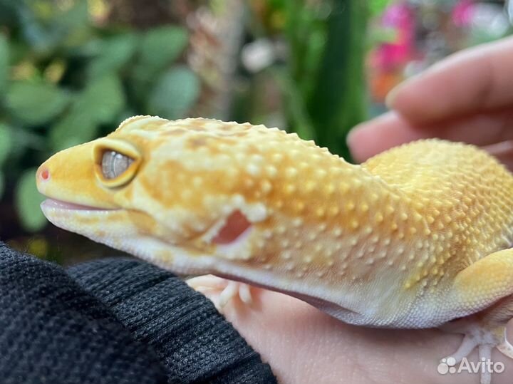 Геккон эублефар