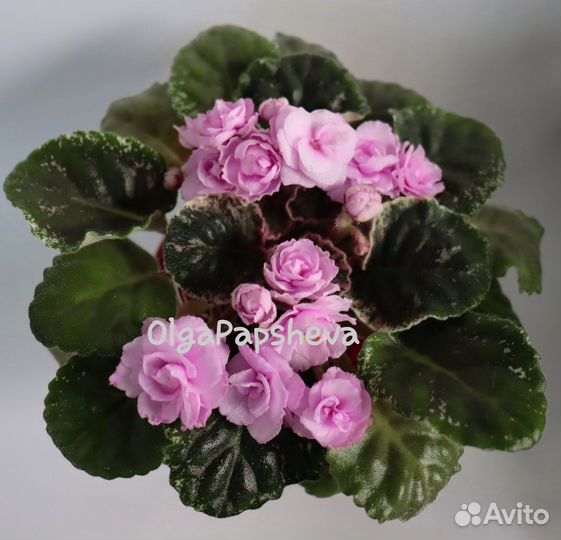 Фиалка (листы)