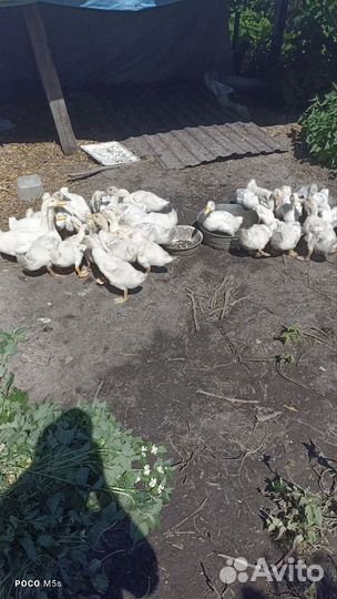 Утята подрощенные