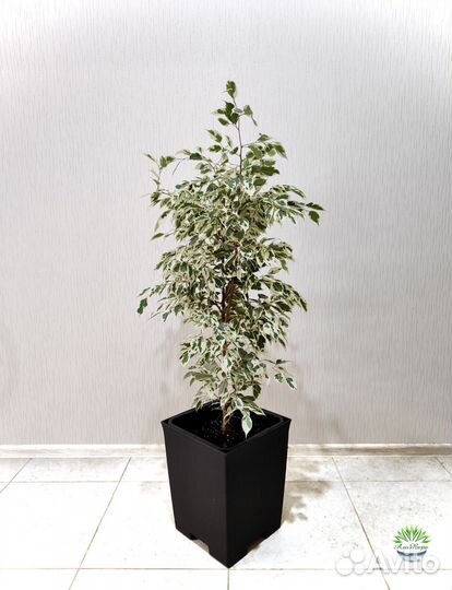 Фикус Бенджамина Грин Кинки. Озеленение. Алоэ Вера