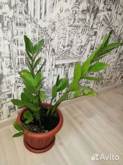 Замиокулькас