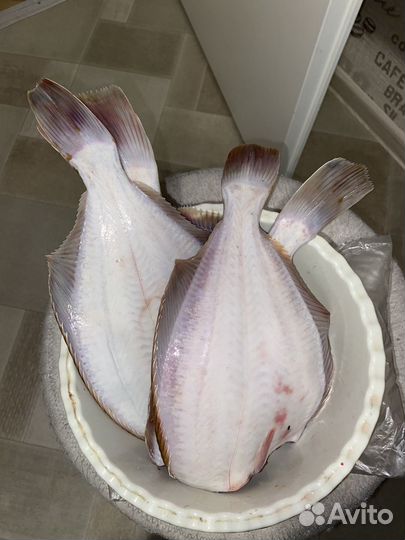 Камбала свежая