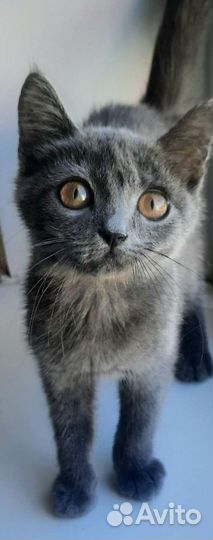 Найден котенок