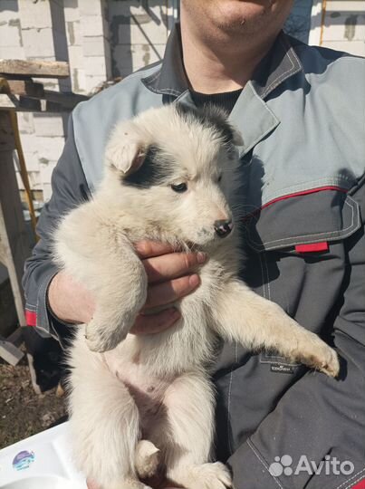 Отдадим щенков бесплатно