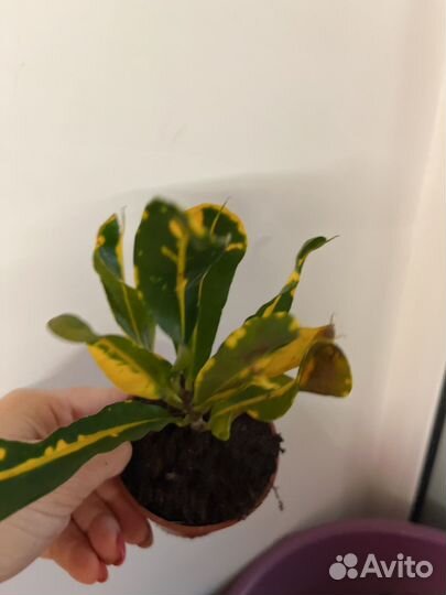 Кротон Мамми