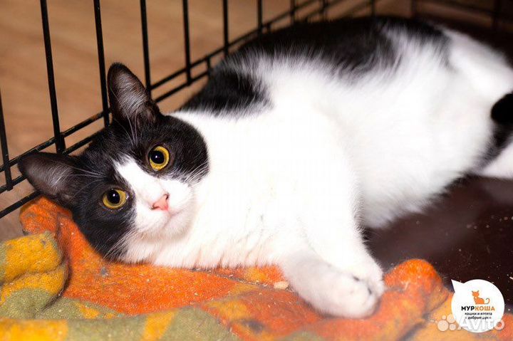 Кошка в дар