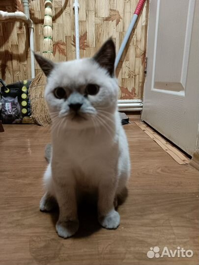 Шотландский кот блю поинт