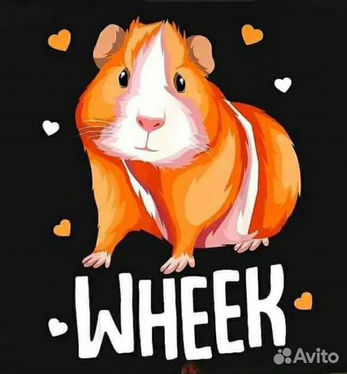 Морские свинки. Передержка