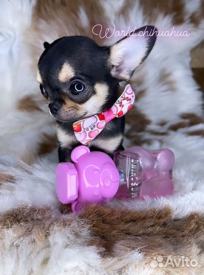 Невероятная Супер Мини Девочка