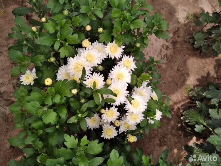 Хризантема многолетняя