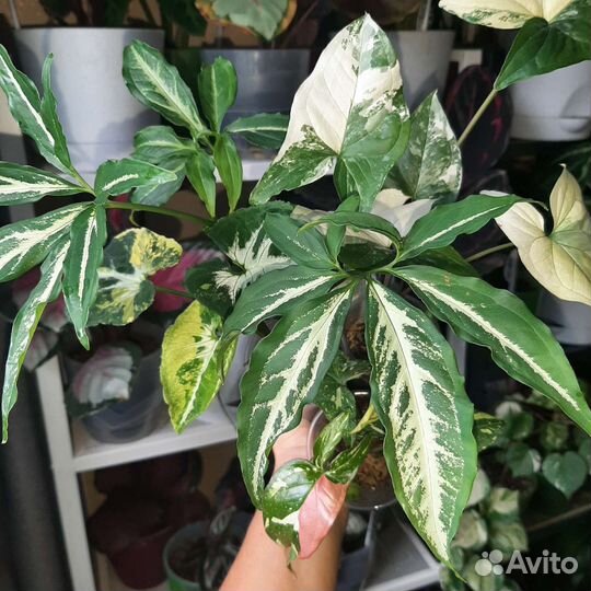 Сингониум, эпипремнум