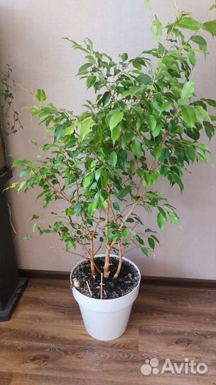 Фикус бенджамина большой