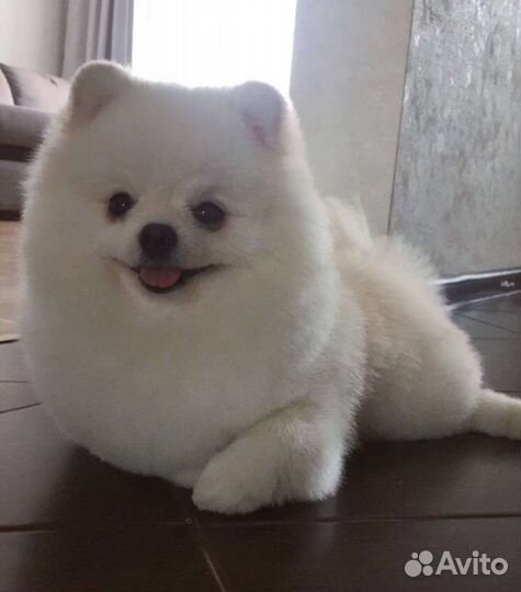 Вязка шпиц