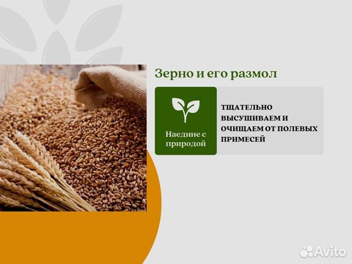 Пшеница Зерно (кг)
