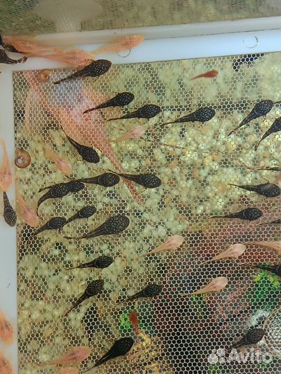 Сомики анцитрусы