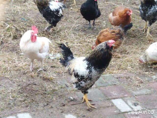Петухи 9-10 месяцев