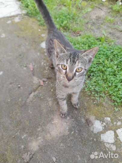 Котята