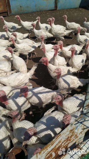 Продаю птицу