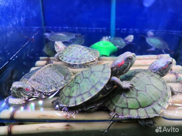 Черепаха Красноухая (Trachemys Scripta)