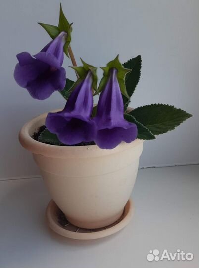 Тидея фиолетовая