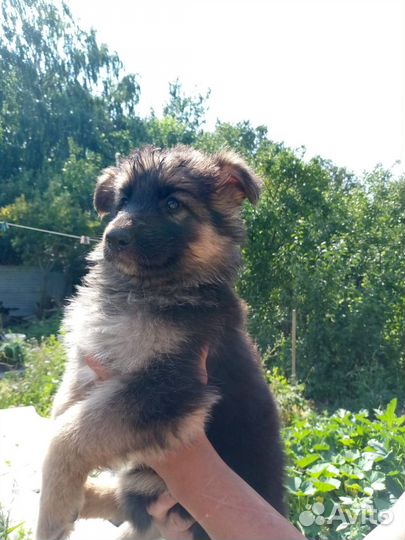 Щенки немецкой овчарки чистокровные