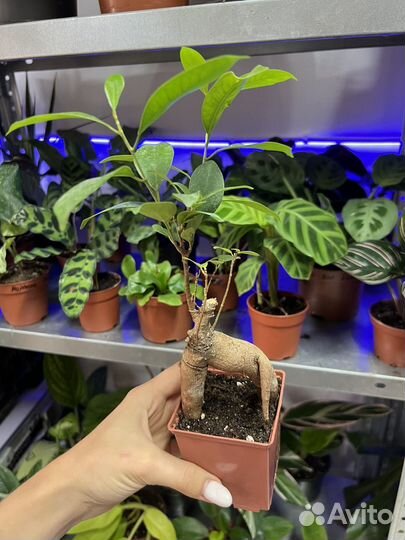 Фикус гинсенг бонсай