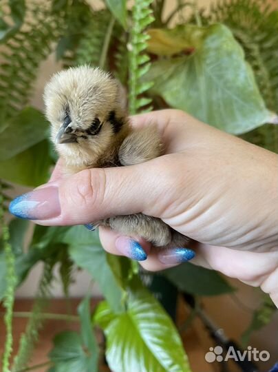 Яйцо инкубационное / цыплята / Петухи породистые