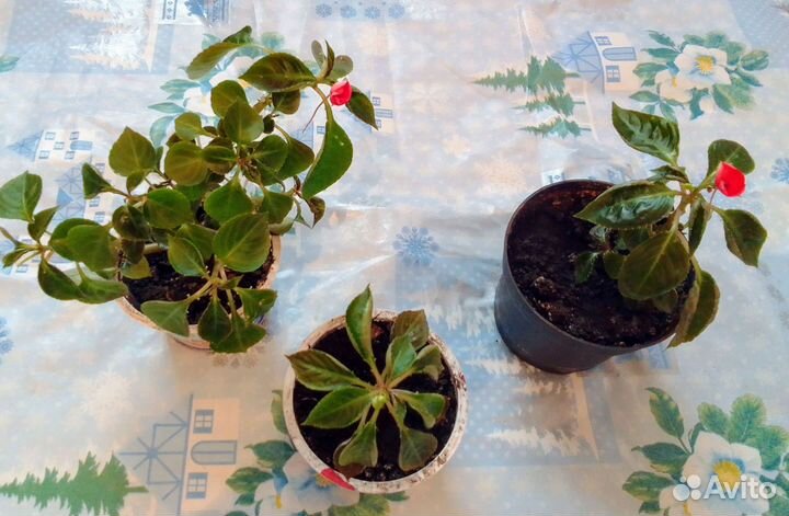 Бальзамин ванька мокрый