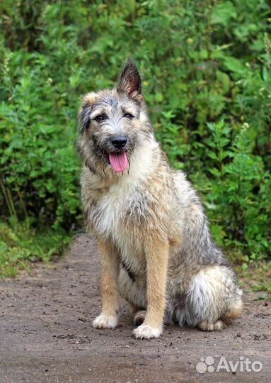 Отдам в добрые руки