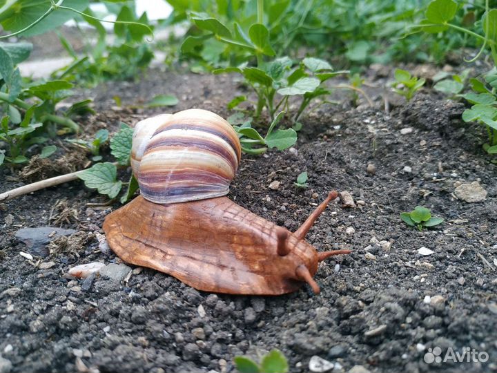 Улитка виноградная сувенир