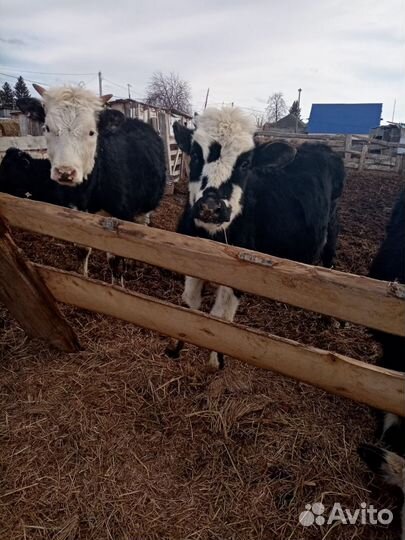 Продажа крс