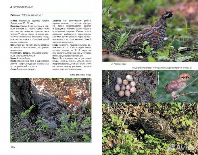 Птицы Москвы и Подмосковья: полный определитель