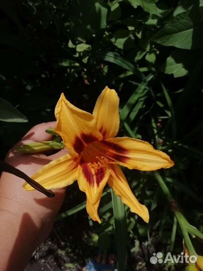 Лилейники луковицы